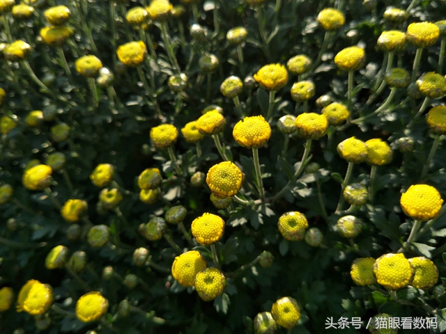 oppor9s现在还值不值得买,oppor9s的游戏体验