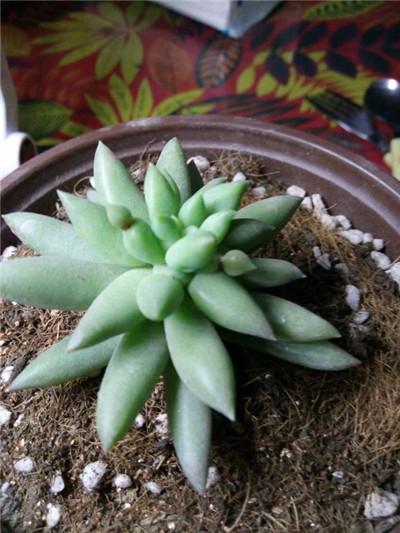 千佛手大量掉叶子怎么回事,千佛手叶子皱巴巴怎么办