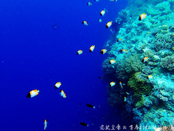 帕劳世界七大海底奇观,帕劳夕阳奇观图片