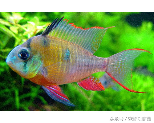 买的硝化细菌真的管用吗,喜尊硝化细菌真的和假的怎么鉴别