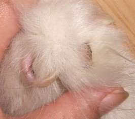 狗狗断狼趾从哪开始剪,狗狗狼趾可以跟断尾一样操作吗