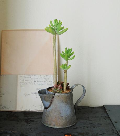 怎么养多肉植物才不会死,多肉植物容易养死原因