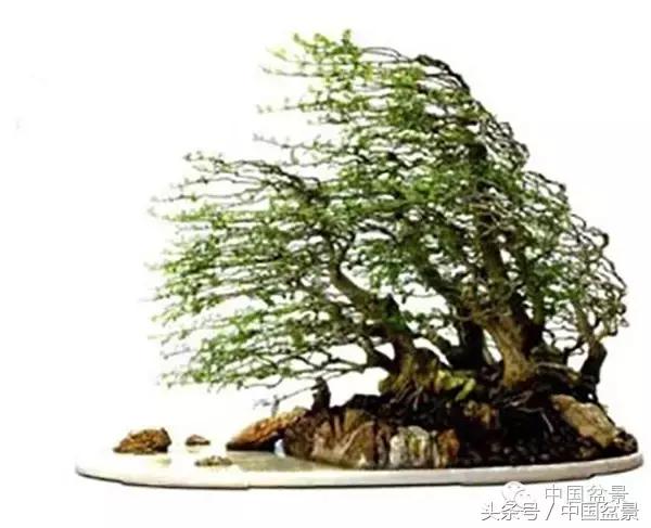 枸杞树桩盆景如何造型,紫薇盆景树桩造型图片