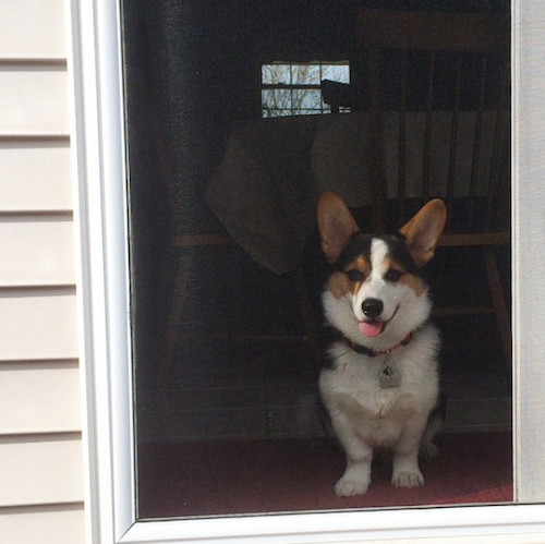 柯基被教育耳朵耷拉,柯基尴尬期耳朵特别大怎么回事