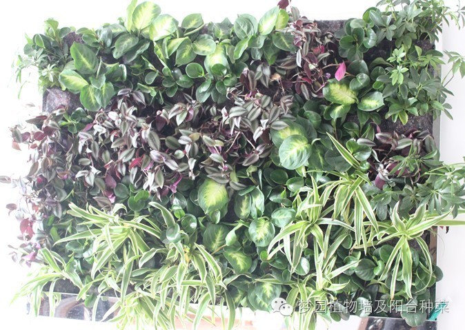 移动植物墙,墙体移动屏风