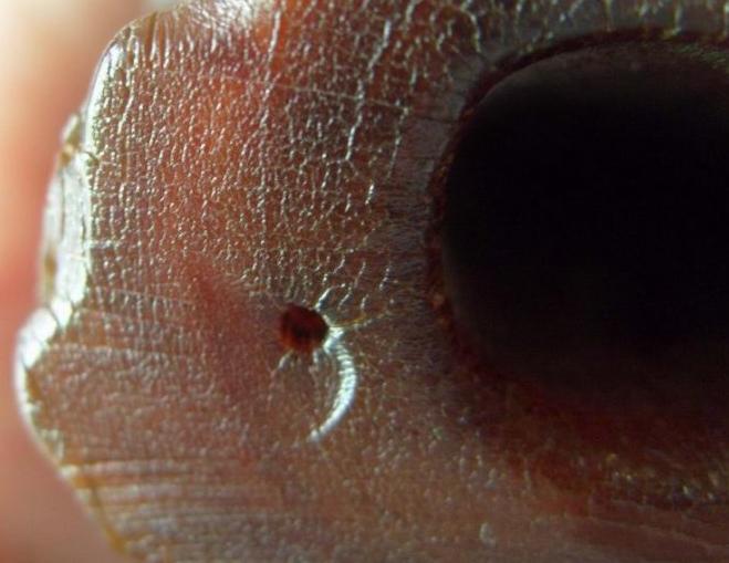 犀角简介,犀角讲解