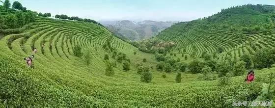 闻茶香回甘甜暖人心,闻茶香绿茶