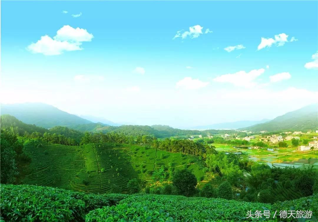 闻茶香回甘甜暖人心,闻茶香绿茶