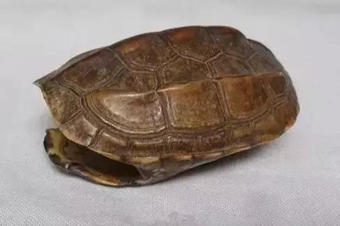 人们都用什么垫鼻子的,垫鼻子是拿什么垫