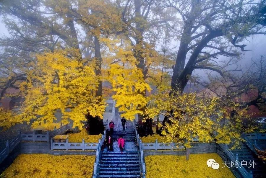 河南最好的红叶银杏叶在哪 (深秋河南哪里可以看银杏)