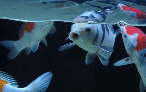 鱼缸饲养龙凤锦鲤,鱼缸里养五条锦鲤比较好