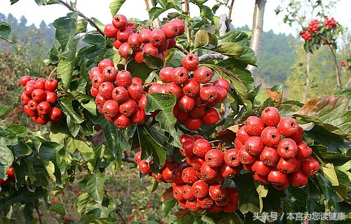 山楂科普小知识,山楂有什么小知识