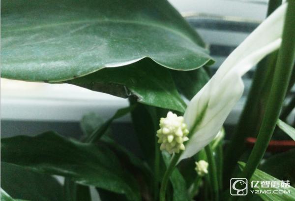 nubia布拉格怎么样,nubia手机性能怎么样