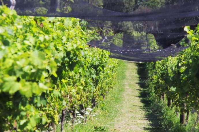 到怀希基岛,品酒-看海