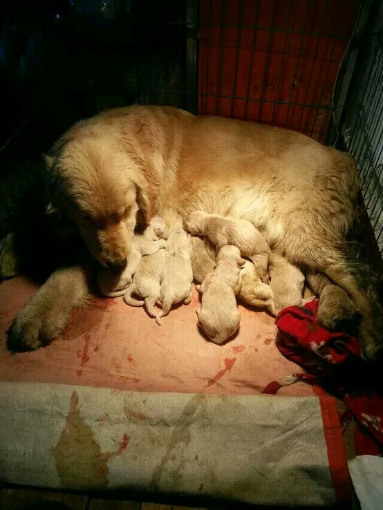 金毛繁殖的过程,金毛繁育过程