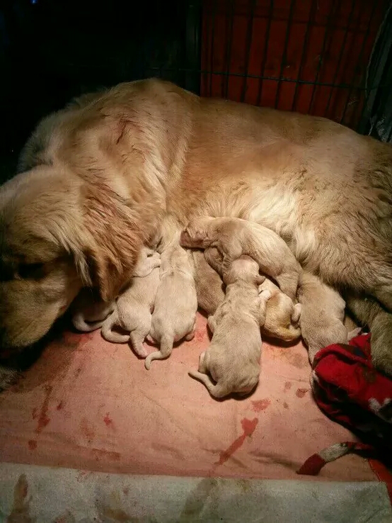 金毛繁殖的过程,金毛繁育过程