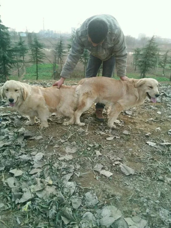 金毛繁殖的过程,金毛繁育过程