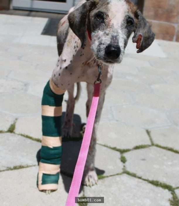 饱受虐待流浪狗虚弱到会死掉，但它获救后的模样连志工都不敢置信