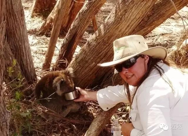 袋鼠和考拉在加拿大还是澳大利亚,袋鼠和考拉是什么关系