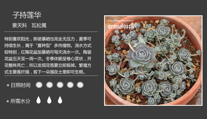 1000种多肉植物珊瑚图鉴,最全多肉品种图鉴