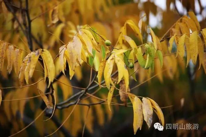 过季就来不及了，快去四明山上捡“黄金果”！（附全攻略）