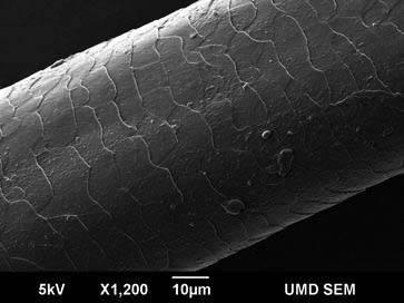头发为什么会分叉断裂,头发为啥会分叉干枯