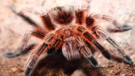 海淘族11.11不学国检法规吃大亏