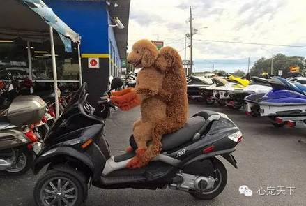 一群逆天的巨型贵宾犬,软萌的大型犬巨型贵宾犬