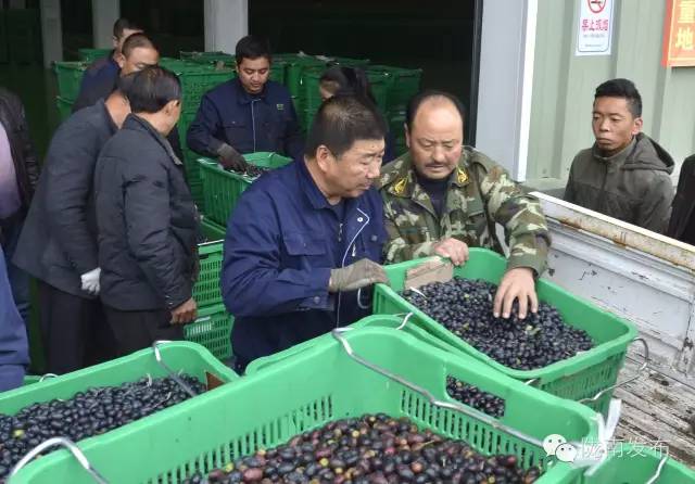 最美橄榄季，小武带您探访“特级初榨”是如何炼成的~