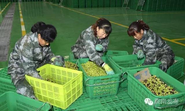 最美橄榄季，小武带您探访“特级初榨”是如何炼成的~