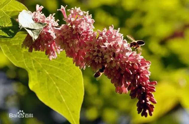 五大植物香料，让天府棒棒鸡韵味无穷