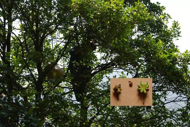 五大植物香料，让天府棒棒鸡韵味无穷