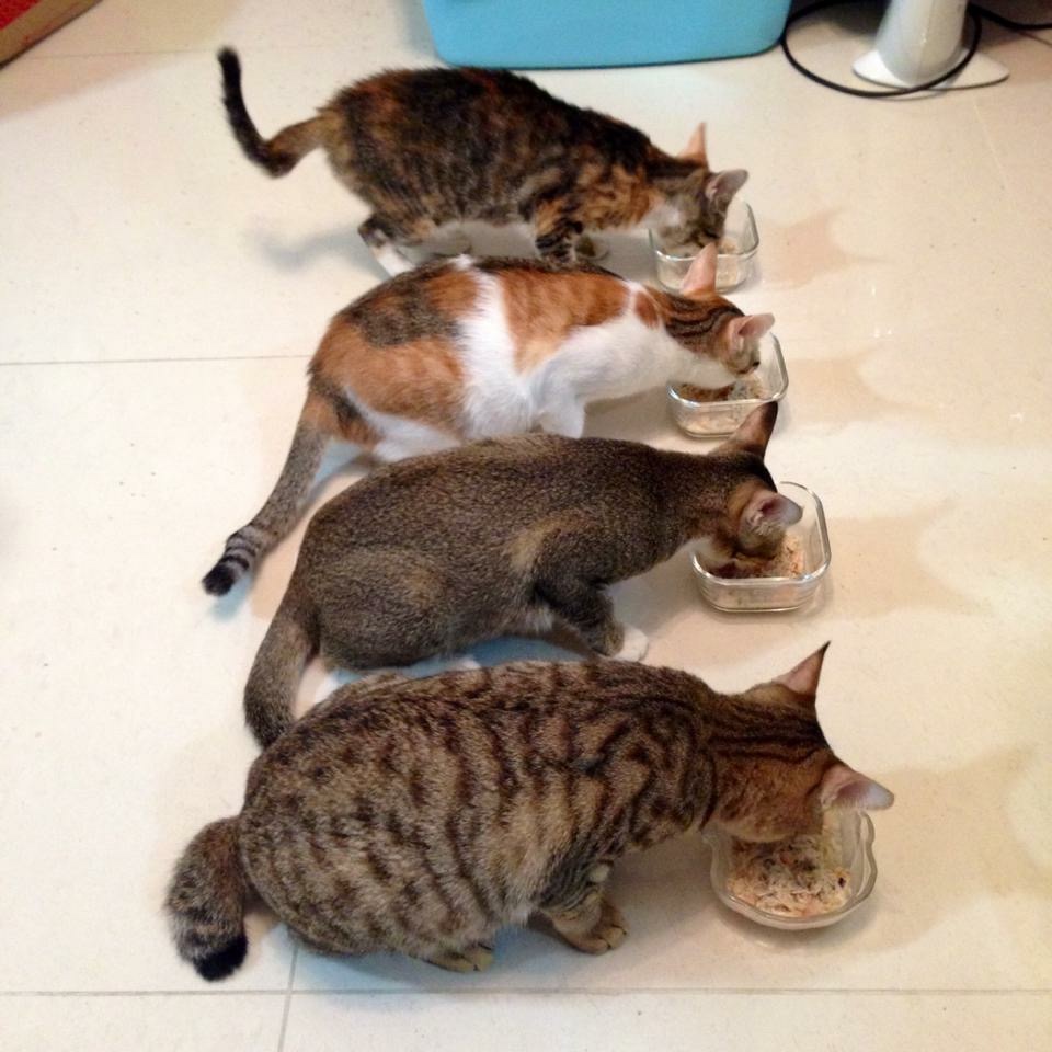 这个香港女孩，是20只残疾猫咪的妈妈：“我会照顾它们到老”