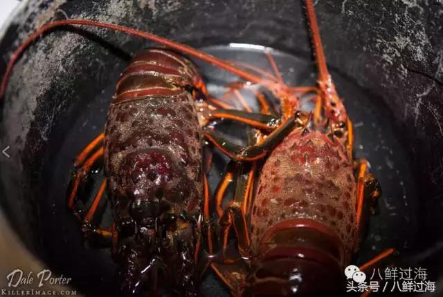 波士顿龙虾竟然是超大号小龙虾,波士顿龙虾绝对鲜活