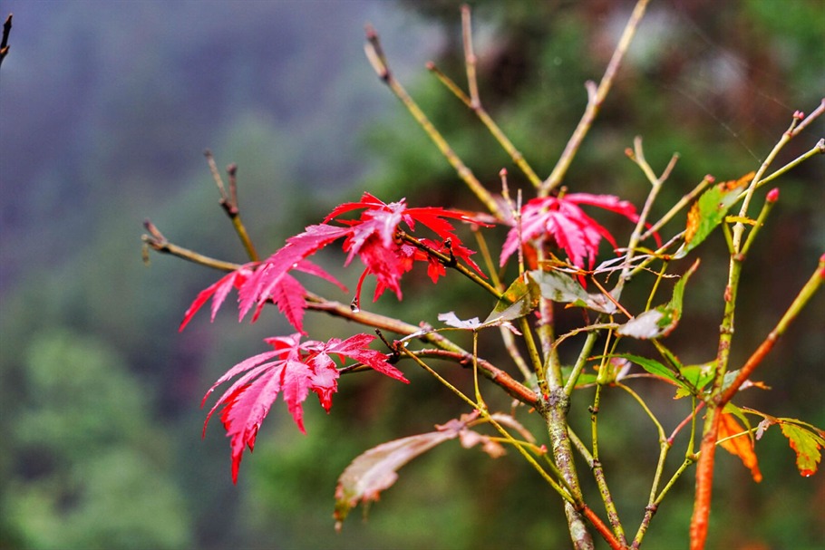 九仙湖有神仙吗,九仙湖旅游景区