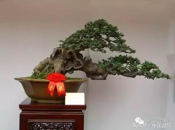 枸杞树桩盆景如何造型,紫薇盆景树桩造型图片