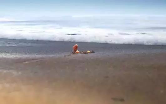 鸟是好鸟就是话多这幅图表达什么,鸟是好鸟是什么梗