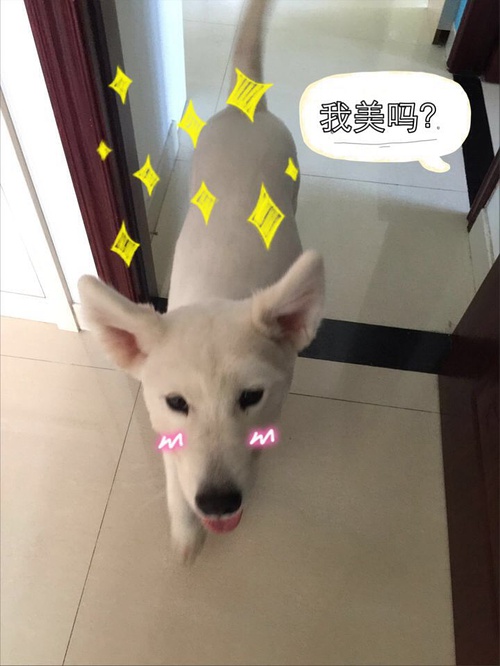 狗狗身上的毛剃光了是不是很难看,狗狗全部剃光毛的样子