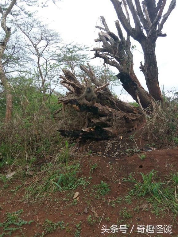 我在非洲工作的日子，给大家介绍下非洲的风土人情
