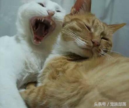 汪星人：铲屎的你是不是故意输错三次密码，老娘支付宝登录不了？