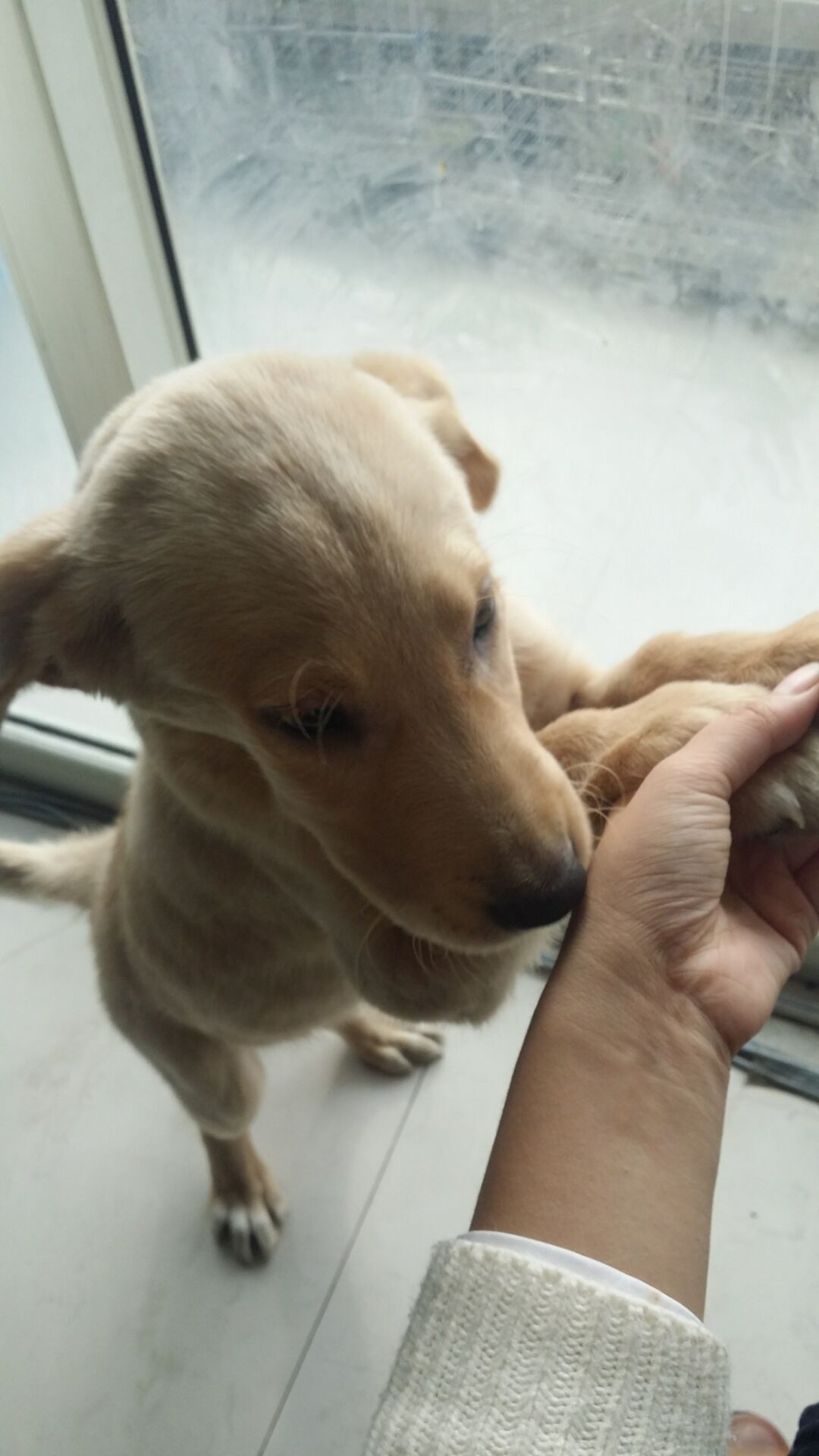 犬瘟热的综合防控策略,得犬瘟的狗狗能治愈吗视频讲解