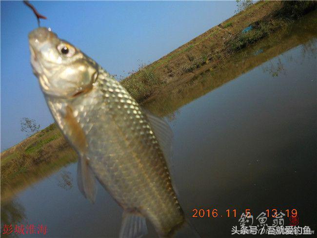 窝料大河野钓推荐,再钓东河水库