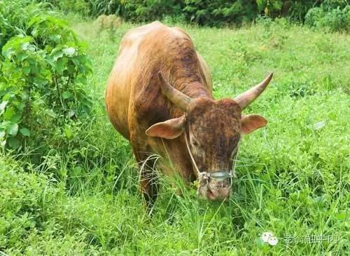 您收到一条来自正宗潮州牛肉丸的告白