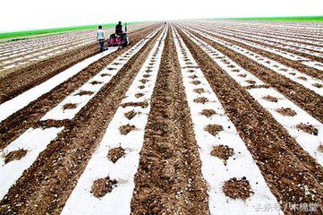 棉花增产窍门,自己种的棉花怎么处理