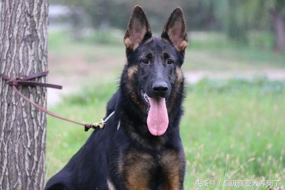 德牧的遗传倾向性疾病,怎么才能让德牧有警觉性