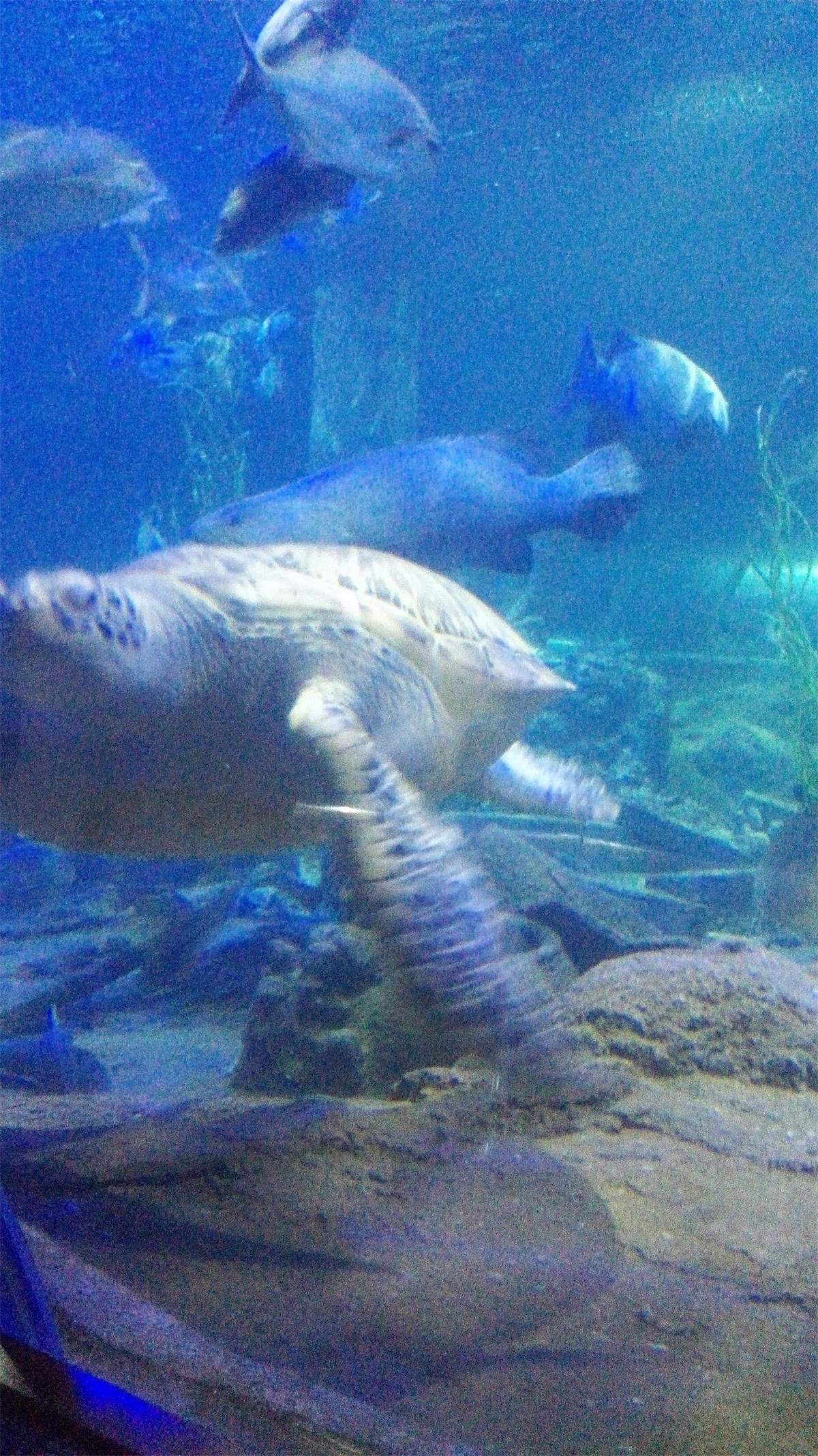 记录越南芽庄之旅第六天 (越南芽庄值得去吗)