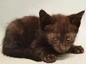 猫狗身上有癣是什么原因 (猫狗得癣)