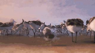 鸟是好鸟就是话多这幅图表达什么,鸟是好鸟是什么梗