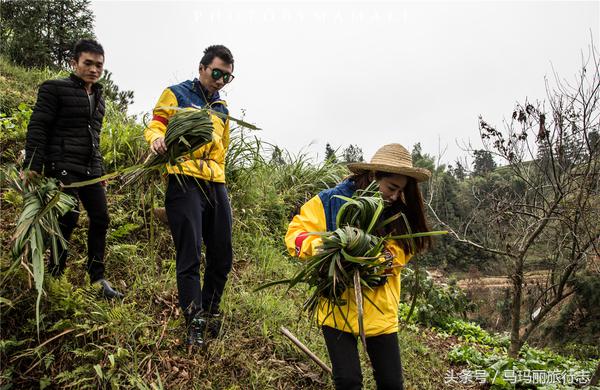 上山割茅草编茅草筐,农村割草竹筐手工编织教程