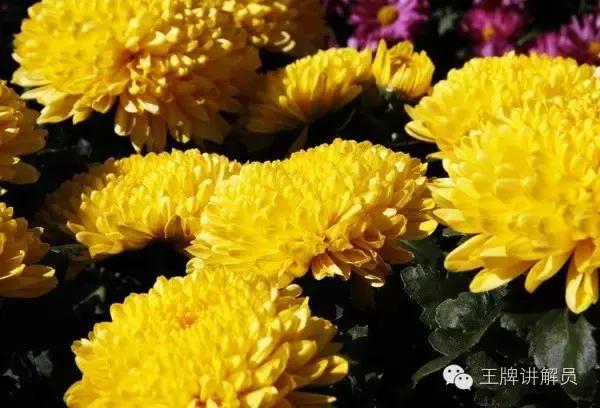 故宫文物菊花,故宫藏菊花长卷